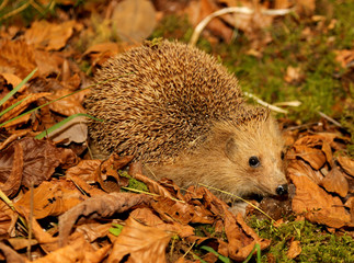hedgehog with aculei walks in the undergrowth