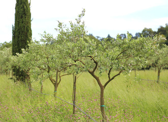 tuscan landscape with many green olive trees