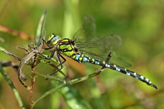 M&auml;nnliche Blaugr&uuml;ne Mosaikjungfer (Aeshna cyanea)
