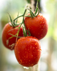Fresh tomatoes hanging on a branch.tomatoes in the dew