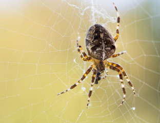 The cross-spiders (Araneus)