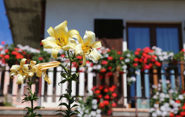 yellow lily blossomed and the house with the flowered balcony