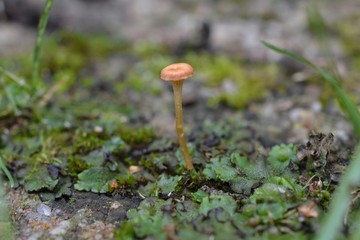 Mushroom growing on mos