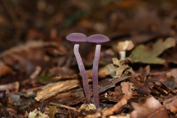 Purple mushrooms in the forest