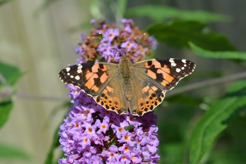 Butterfly on a flower