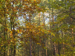 autumn orange yellow deciduous tree forest in sun light