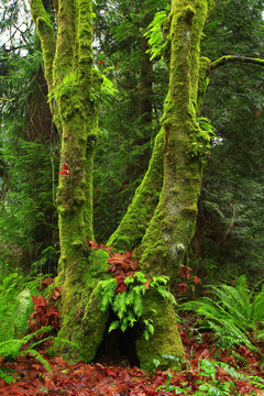 a picture of an Pacific Northwest forest with a Big leaf maple tree