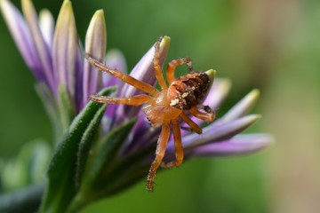 Orange spider on purple flower