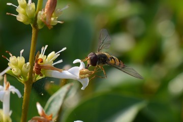 Hoverfly drinks nectar
