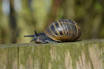 Roman snail