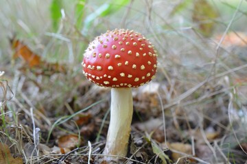 Toadstool in a forest