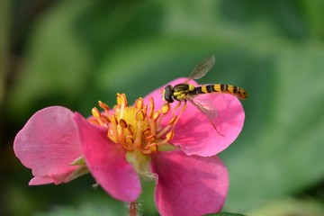Hoverfly on pink flower