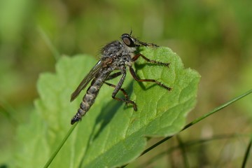 Robber fly