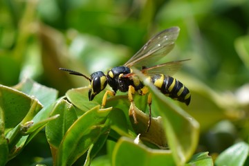 wasp