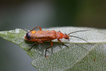 Commen red soldier beetle