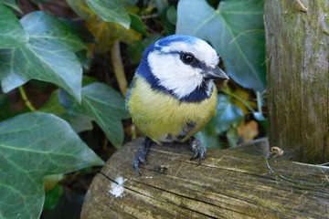 European blue tit