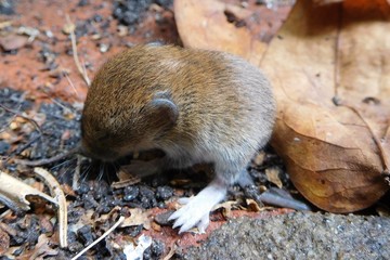 Young brown rat