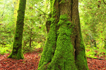 a picture of an Pacific Northwest Big leaf maple tree