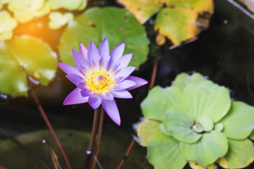 Purple lotus flower in pond.