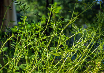 Fresh thyme. Selective focus.