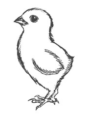 little, cute chicken