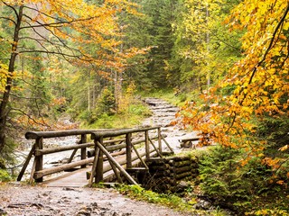 A wooden bridge over a stream in the forest. autumn