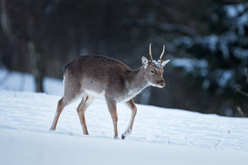fallow deer, dama dama, Czech republic