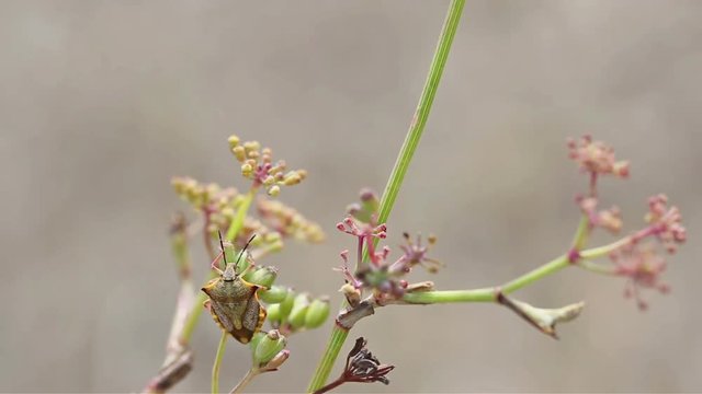 spined soldier bug (Podisus maculiventris) on a branch in nature