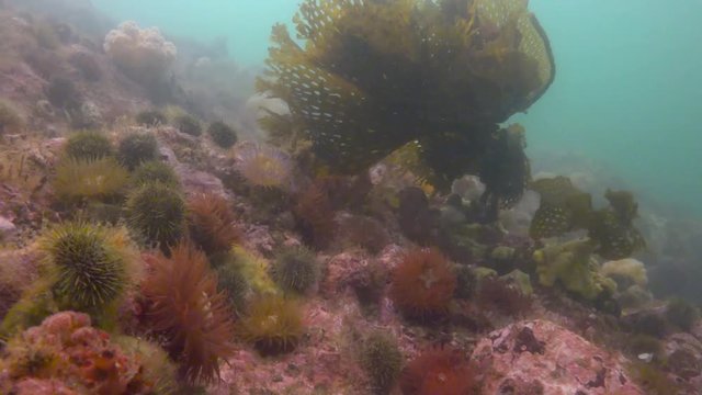 Увлекательные подводные погружения в Тихом океане у полуострова Камчатка.