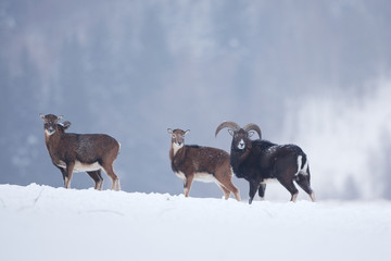 mouflon, ovis orientalis orientalis, Czech republic