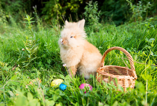 rabbit in green grass in spring