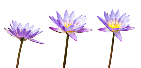 Purple lotus flower or water lily isolated on white background. Have clipping path easy for cut...