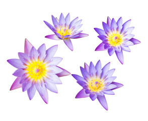 Fototapeta na wymiar Purple lotus flower or water lily isolated on white background. Have clipping path easy for cut out. Flowers for Buddhism.