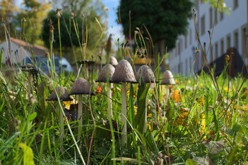 Coprinus comatus Schopftintlinge
