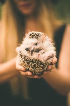 hedgehog in the hands of a young girl