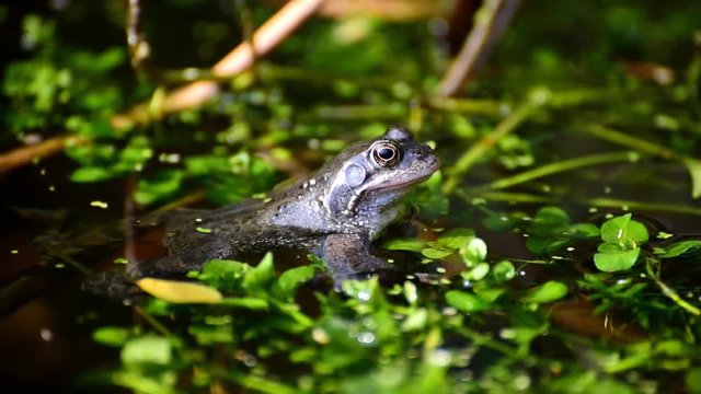 Common European frog in a freshwater pond.