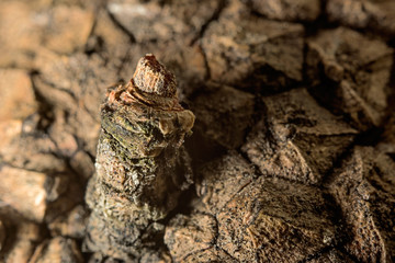 Back of the spruce cones macro