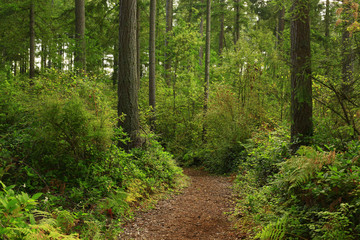 Fototapeta na wymiar a picture of an Pacific Northwest forest trail