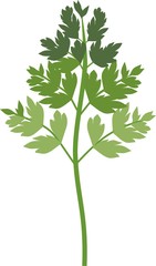Silhouette of green parsley leaf on white background