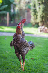 junge Kampfhähne grüner Wiese