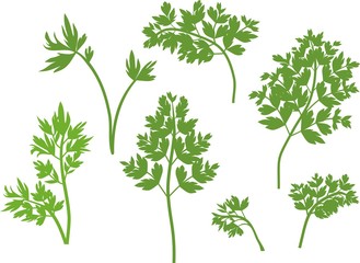 Silhouettes of green parsley leaves on white background