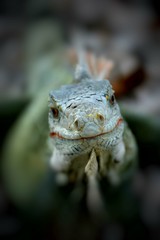 Iguana Bonaire close up