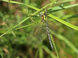 Männliche Blaugrüne Mosaikjungfer (Aeshna cyanea)
