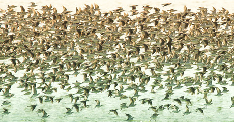 Fototapeta premium Birds flock, background