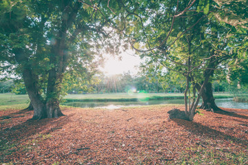The perfect nature and sunset in park
