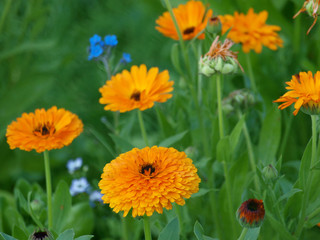 Ringelblumen, Calendula officinalis