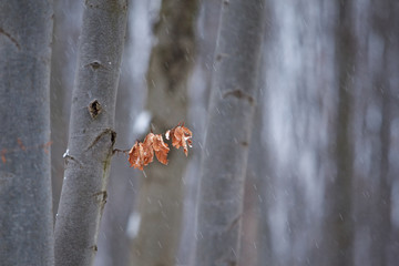 Beech wood, forest, Czech Republic