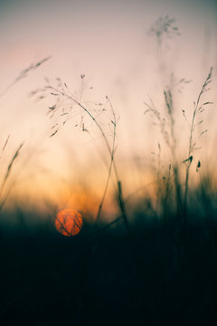 details of dry plants at sunset