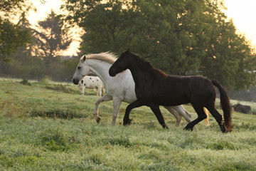 Friesenauge