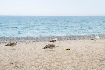 Birds albatrosses eat watermelon on the seafront